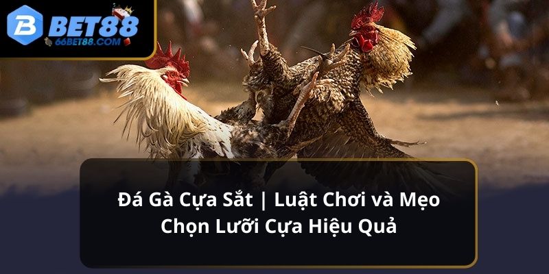 Đá gà cựa sắt