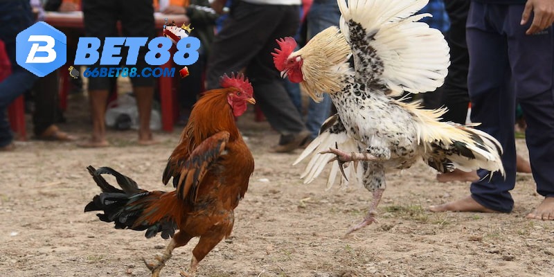 đá gà cựa sắt tại Bet88